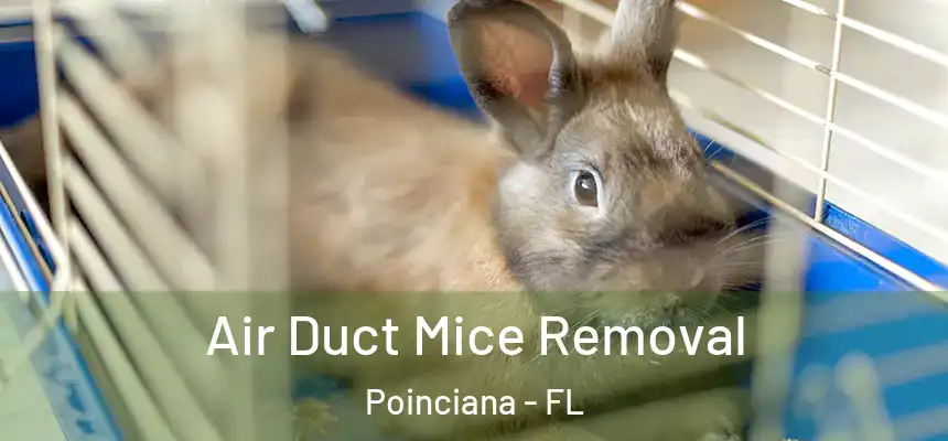 Air Duct Mice Removal Poinciana - FL