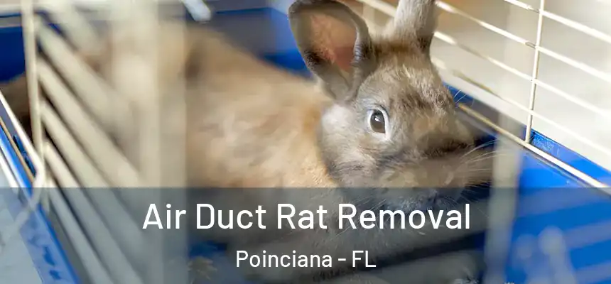 Air Duct Rat Removal Poinciana - FL