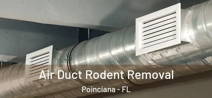Air Duct Rodent Removal Poinciana - FL